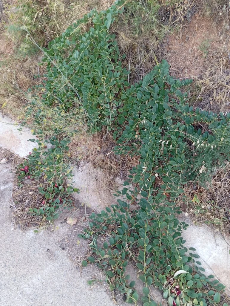 Mata de alcaparra crecida en la orilla de un camino en Albanchez de Mágina