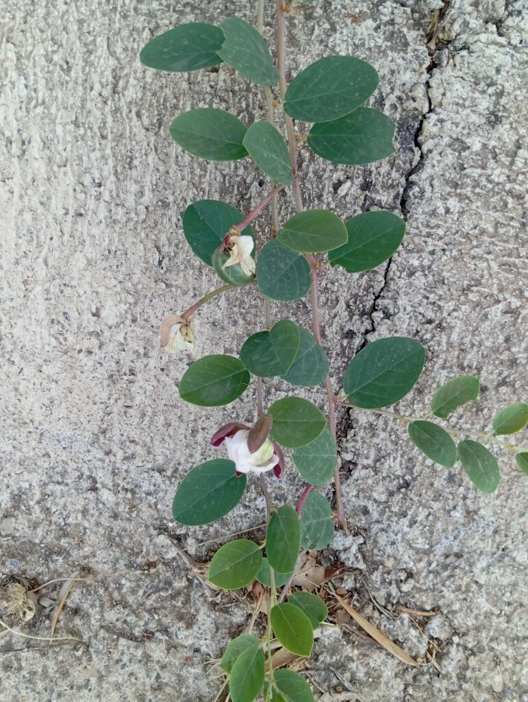 Mata de alcaparra creciendo en una pared de piedra, con la flor abierta