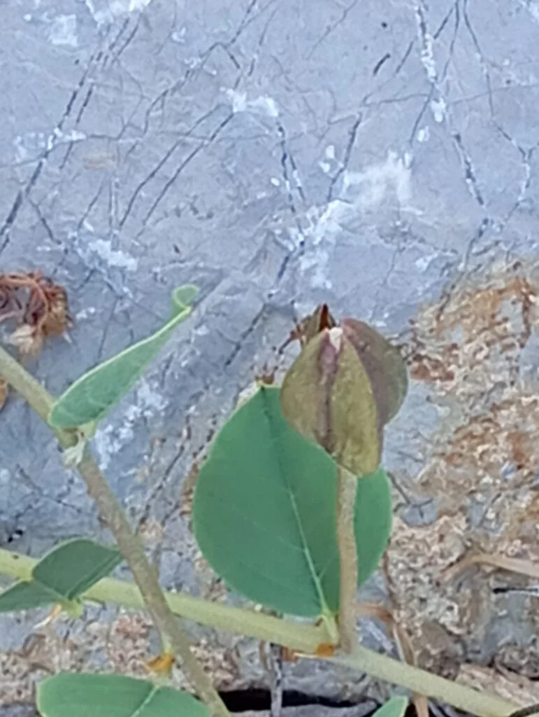 Alcaparrón todavía cerrado sobre la mata de alcaparra